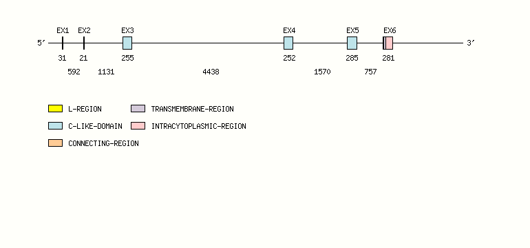 FCGR1A Gene exon/intron organization