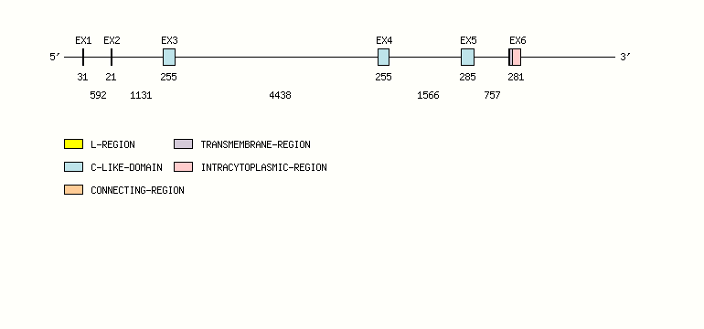 FCGR1B Gene exon/intron organization