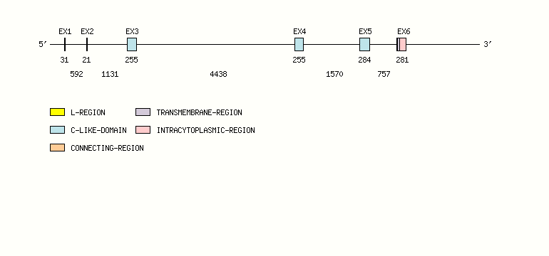 FCGR1C Gene exon/intron organization