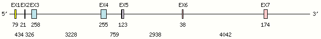 FCGR2A Gene exon/intron organization