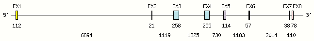 FCGR2B Gene exon/intron organization