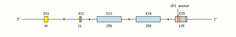 FCGR3B Gene exon/intron organization