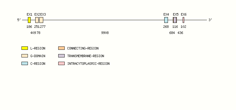 FCGRT Gene exon/intron organization