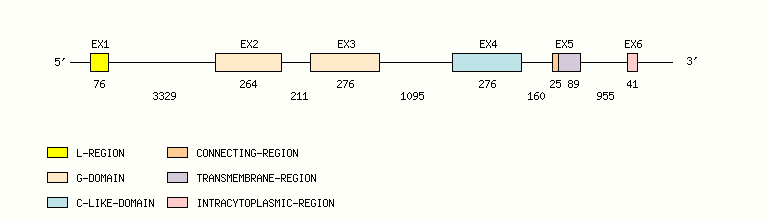 HFE Gene exon/intron organization