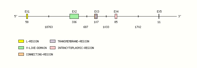 ICOS Gene exon/intron organization