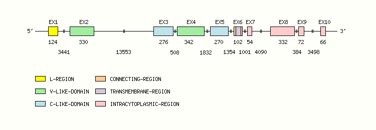 Ly9 Gene exon/intron organization