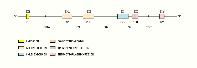 MICA Gene exon/intron organization