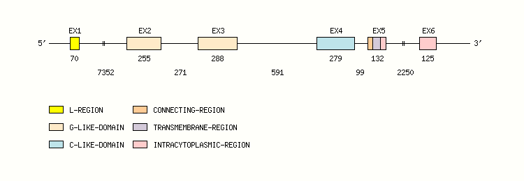 MICB Gene exon/intron organization