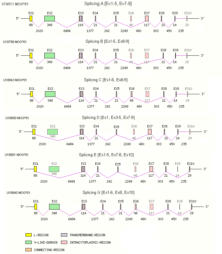 MOG Gene exon/intron organization