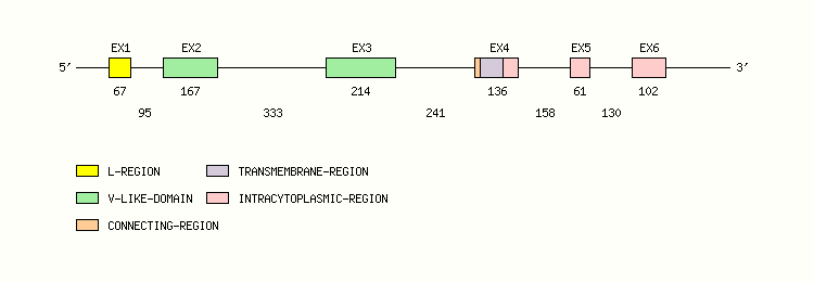 MPZ Gene exon/intron organization