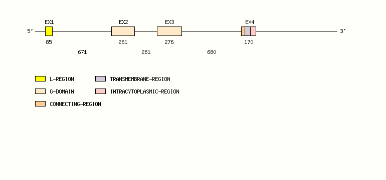 RAET1E Gene exon/intron organization