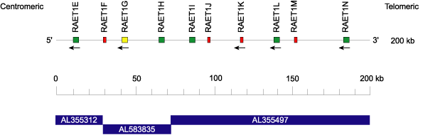 RAET1G Locus representation