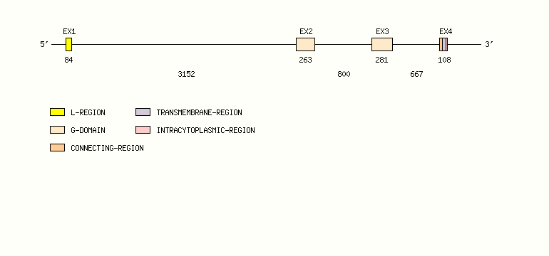 RAET1H Gene exon/intron organization