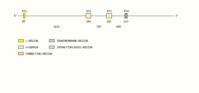 RAET1L Gene exon/intron organization