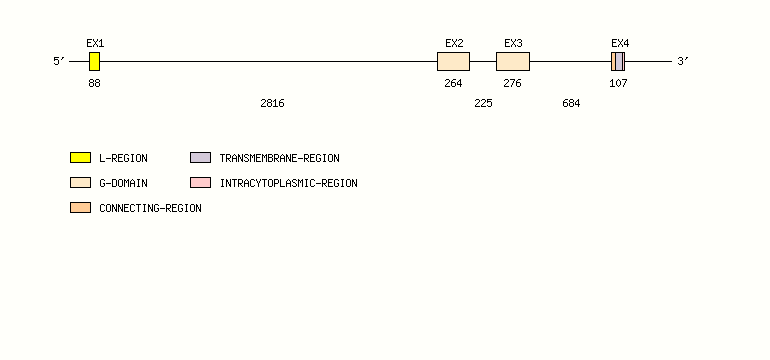 RAET1N Gene exon/intron organization