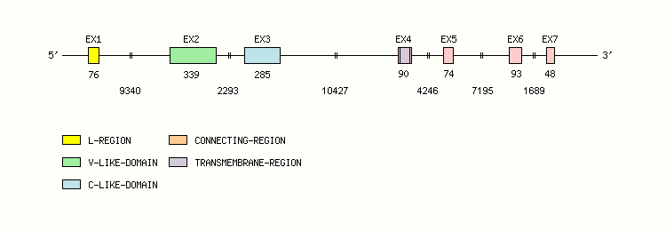 SLAMF1 Gene exon/intron organization