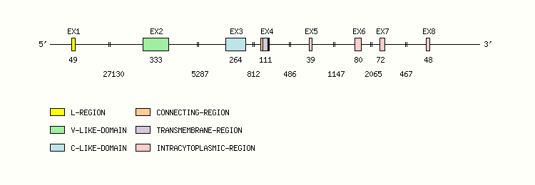 SLAMF6 Gene exon/intron organization