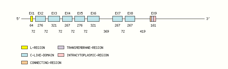 VCAM1 Gene exon/intron organization