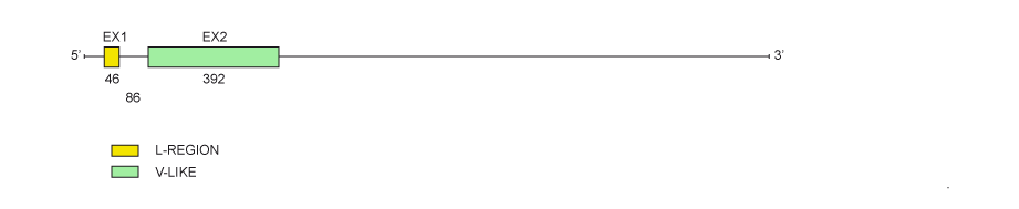 VPREB1 Gene exon/intron organization