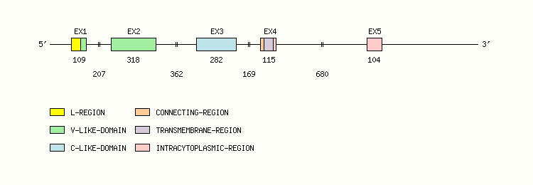 B7A1 Gene exon/intron organization