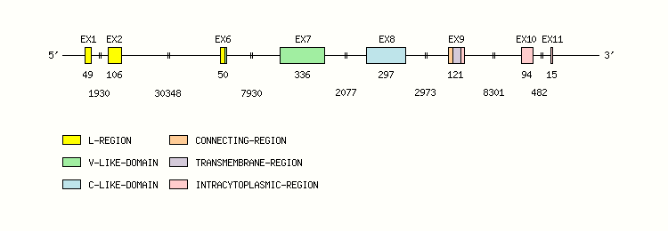 B7A2 Gene exon/intron organization