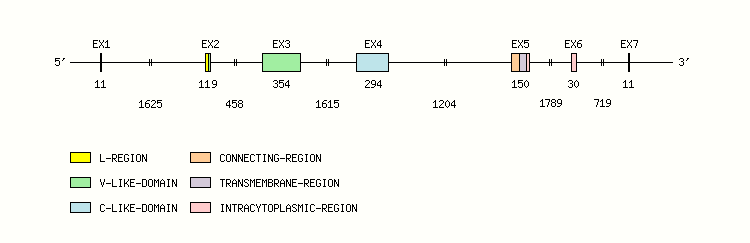 B7H2 Gene exon/intron organization