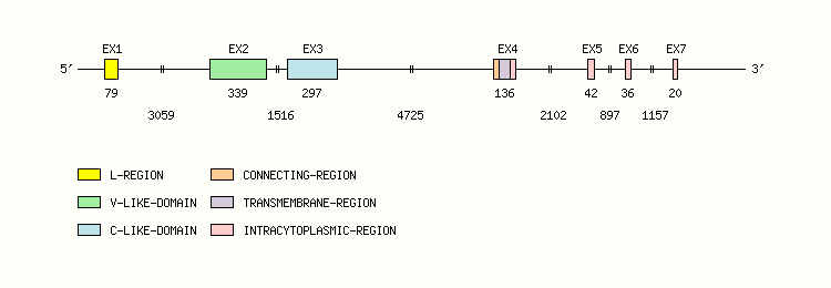 B7H3 Gene exon/intron organization