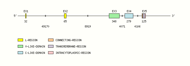 B7H4 Gene exon/intron organization