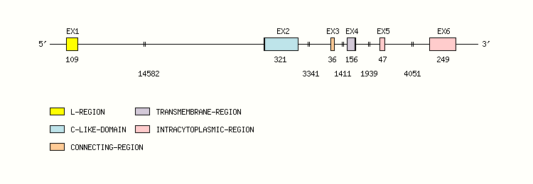 BTLA Gene exon/intron organization