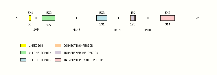 CD2 Gene exon/intron organization