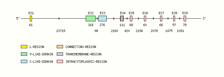 CD244 Gene exon/intron organization