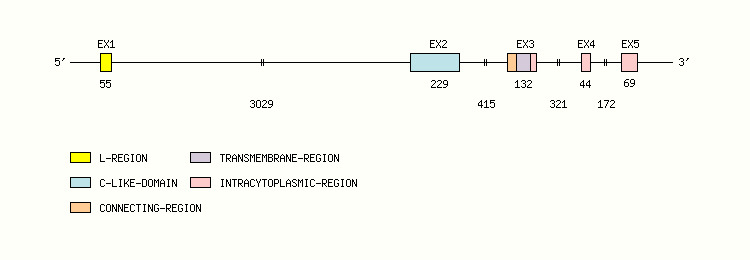 CD3D Gene exon/intron organization