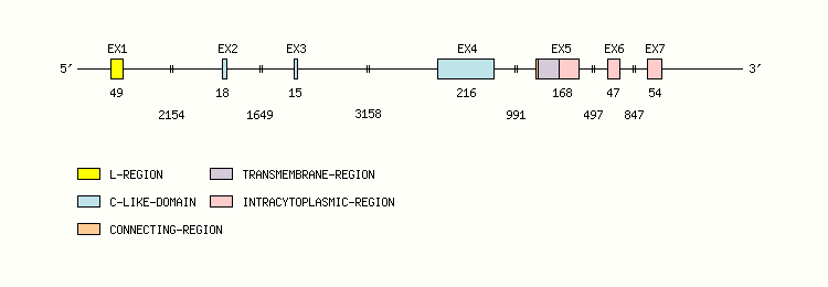 CD3E Gene exon/intron organization