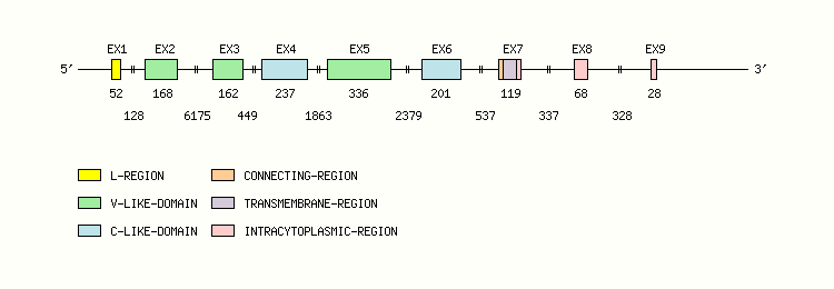 CD4 Gene exon/intron organization