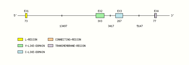 CD48 Gene exon/intron organization