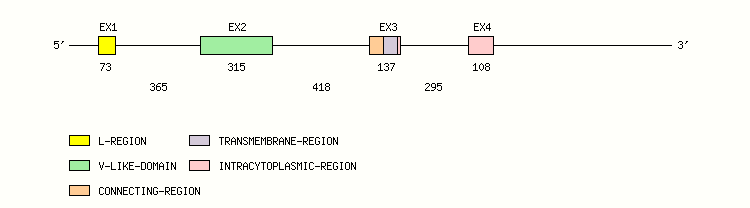 CD7 Gene exon/intron organization