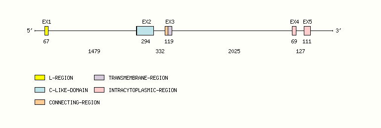 CD79A Gene exon/intron organization