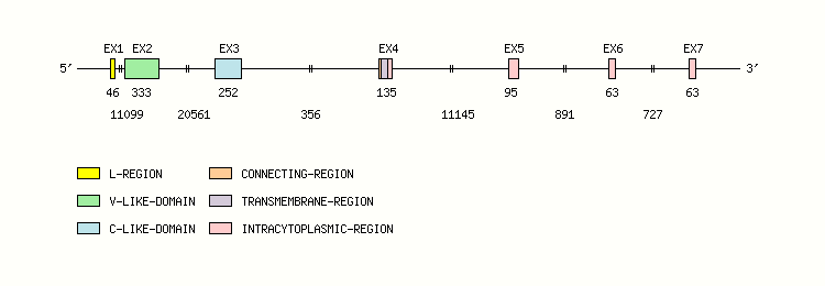 CD84 Gene exon/intron organization