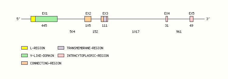 CD8A Gene exon/intron organization