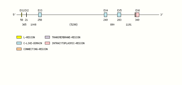 FCGR1 Gene exon/intron organization