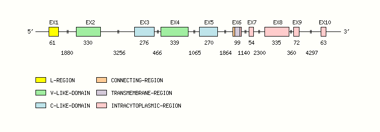 Ly9 Gene exon/intron organization