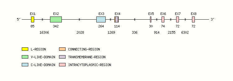 SLAMF6 Gene exon/intron organization