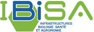 Ibisa