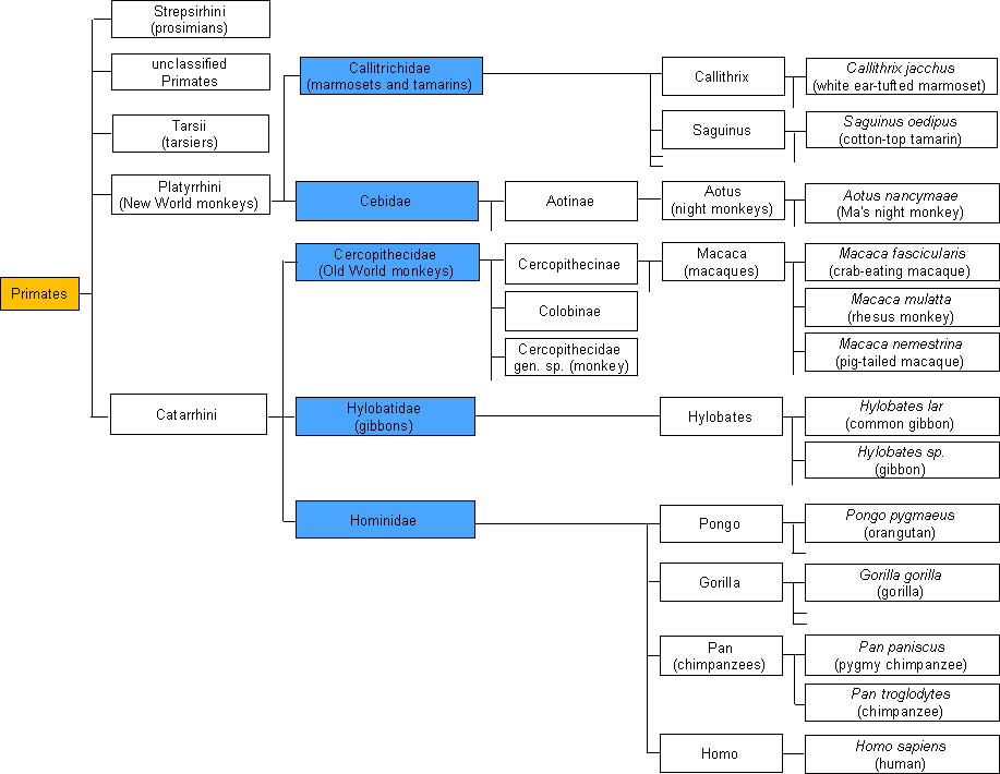 Primates tree